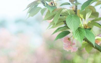 写羊须草的拟人句(以小山羊写拟人句)