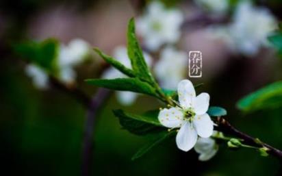 写给母校学生的祝福语